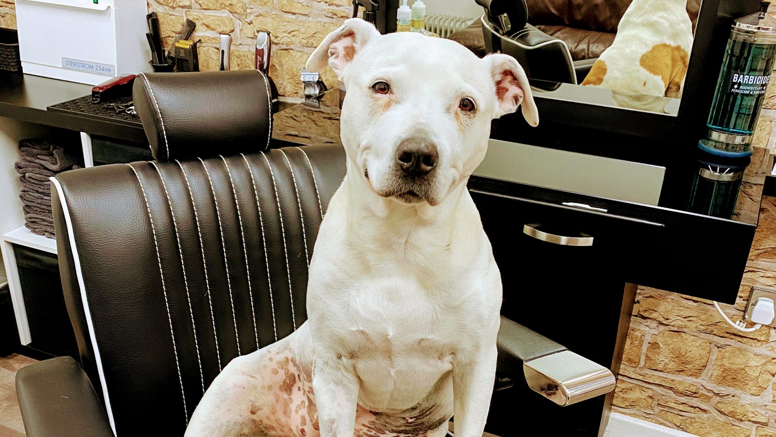 Saphire the dog sitting beside the barber chair