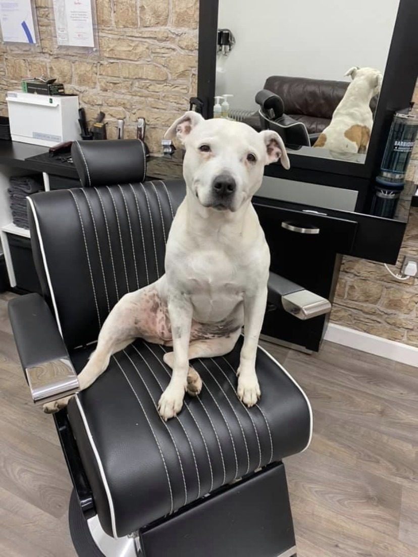 Saphire the dog sitting in the barber chair